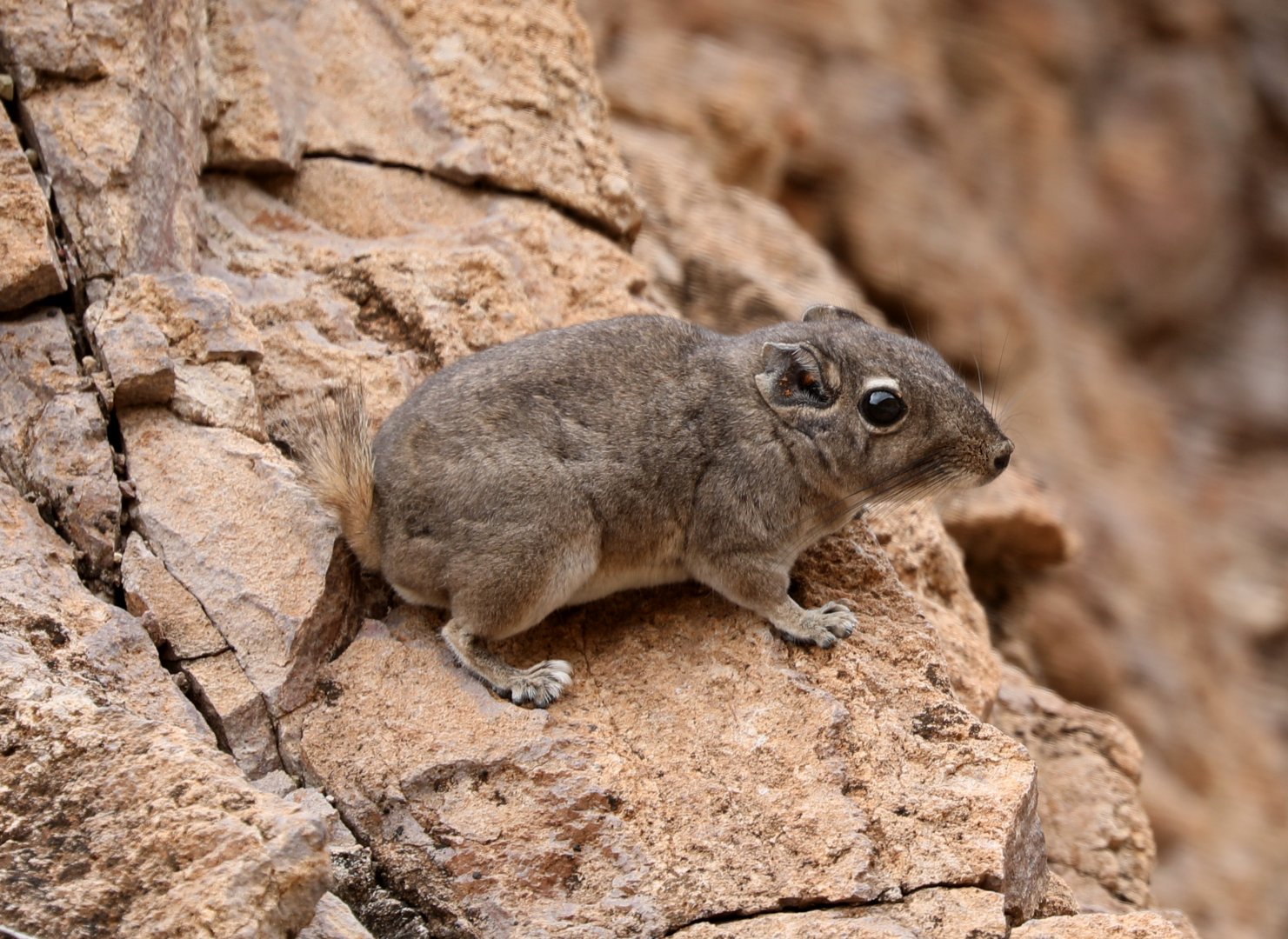 Speke's pectinator (Pectinator spekei)