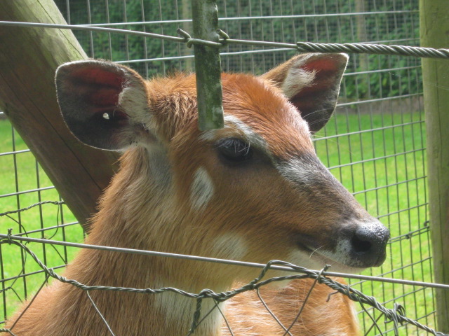 Spekes Sitatunga 2012