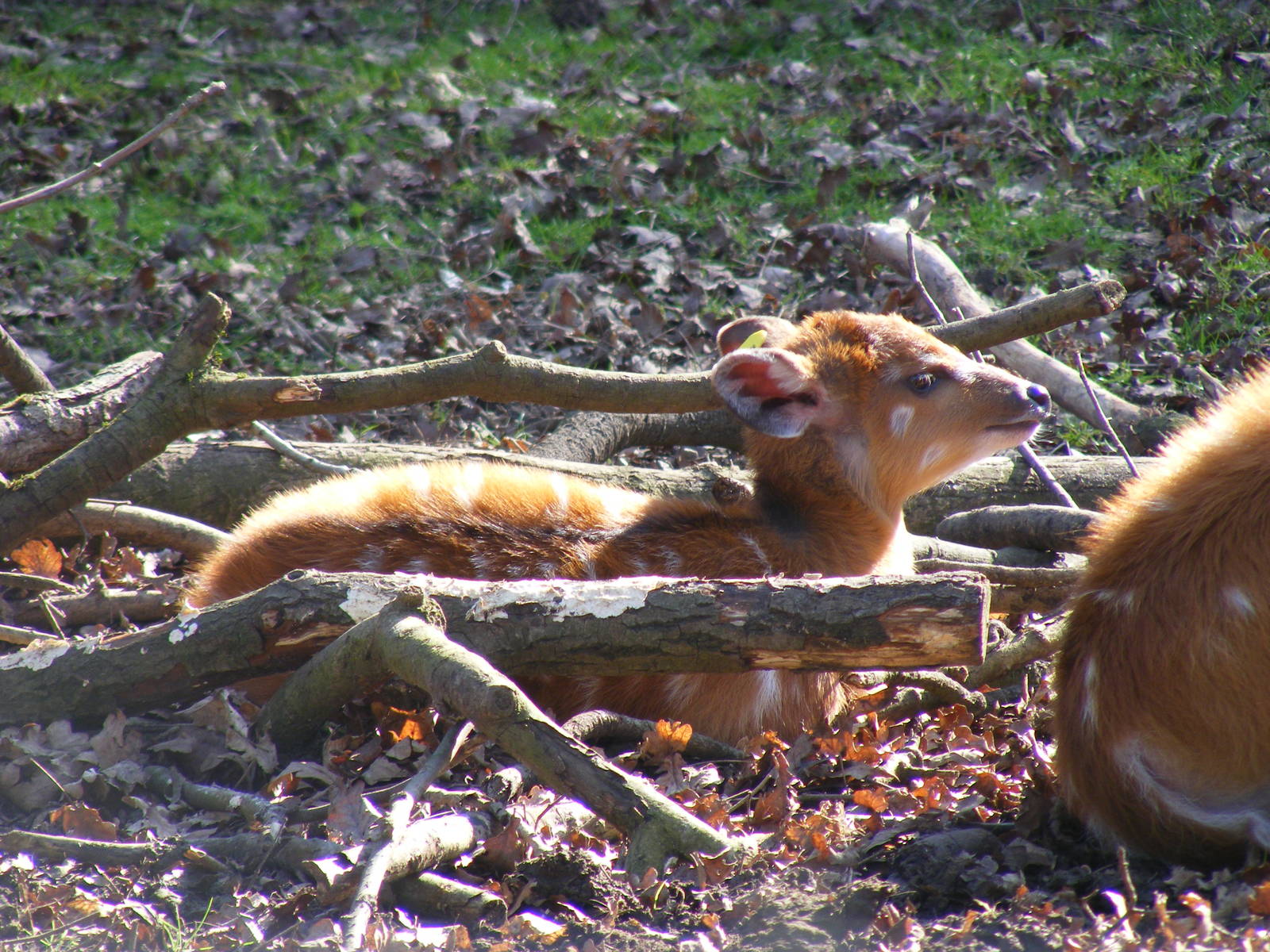 Speke's Sitatunga calf at Marwell, 20 March 2009