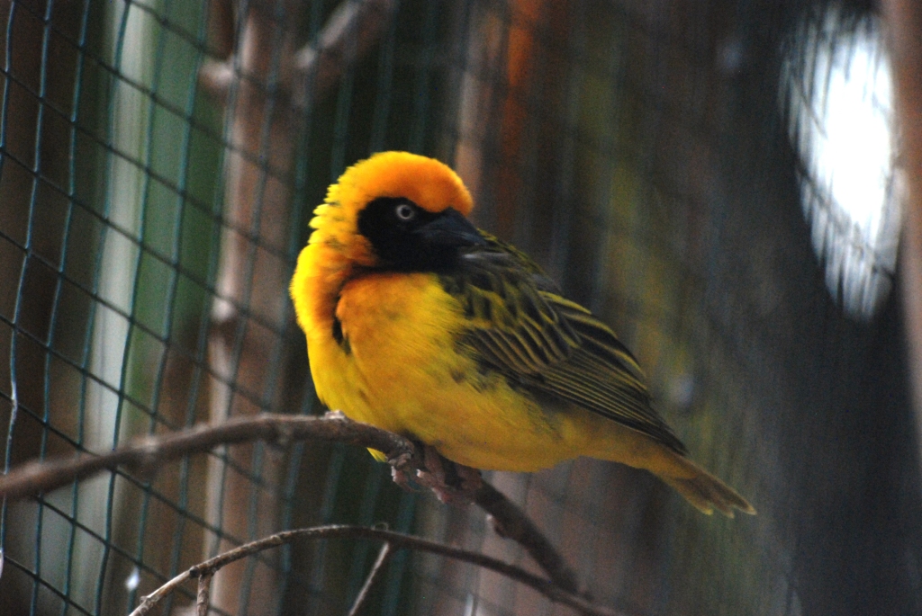 Speke's Weaver at Pairi Daiza, 31/08/14
