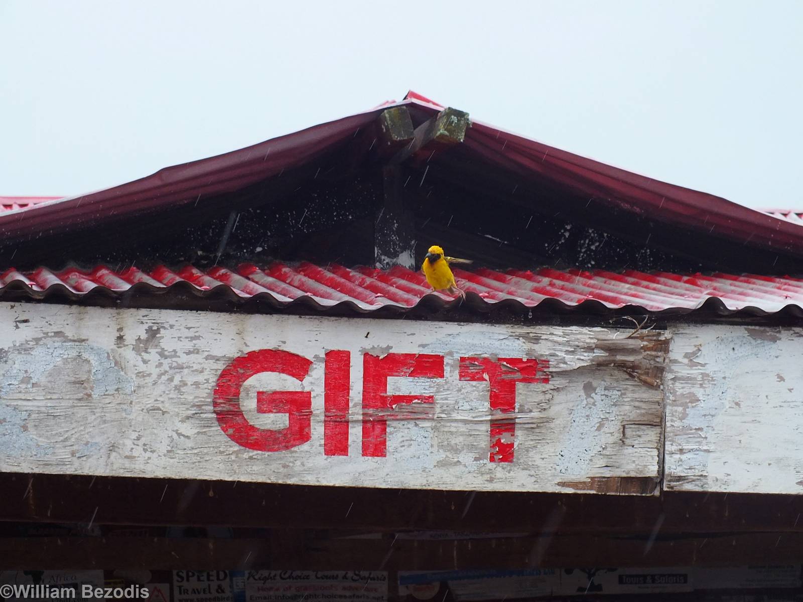 Speke's Weaver Being Pummeled by the Rain - Maasai Mara
