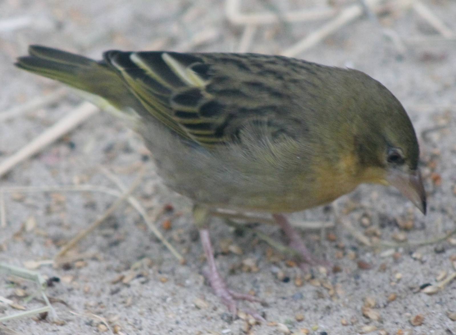 Speke's weaver female