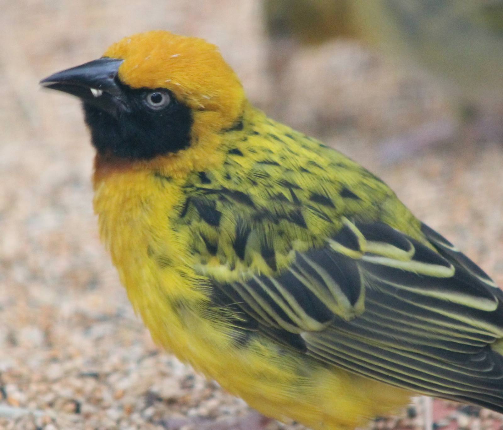 Speke's weaver male