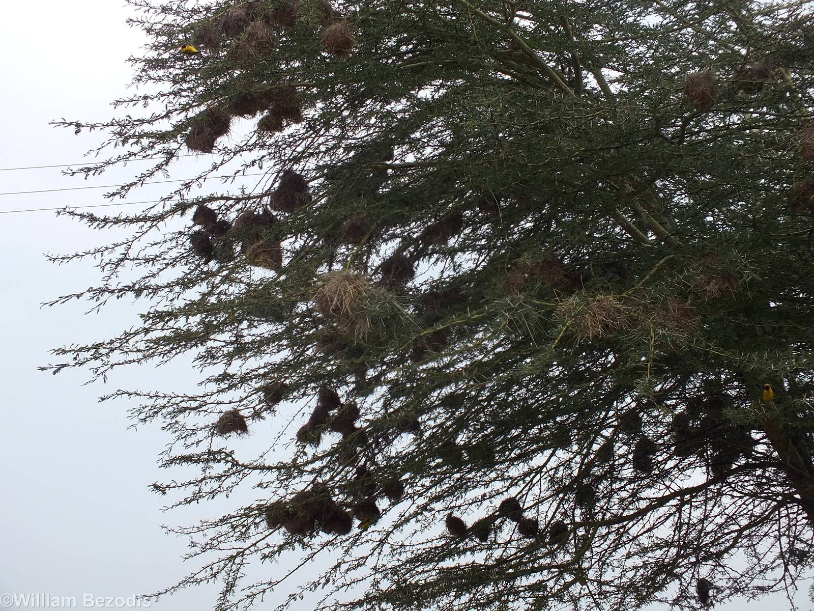 Speke's Weaver Nests