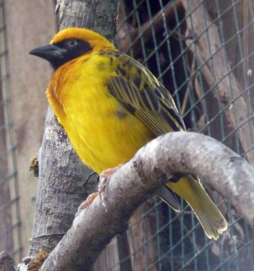 Speke's weaver (Ploceus spekei)