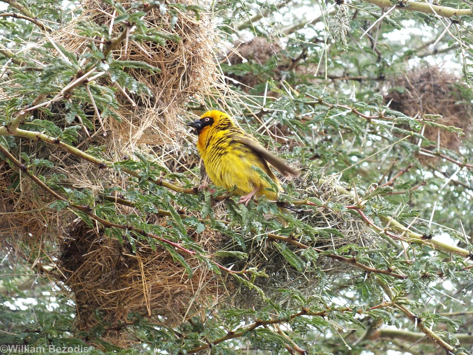 Speke's Weaver