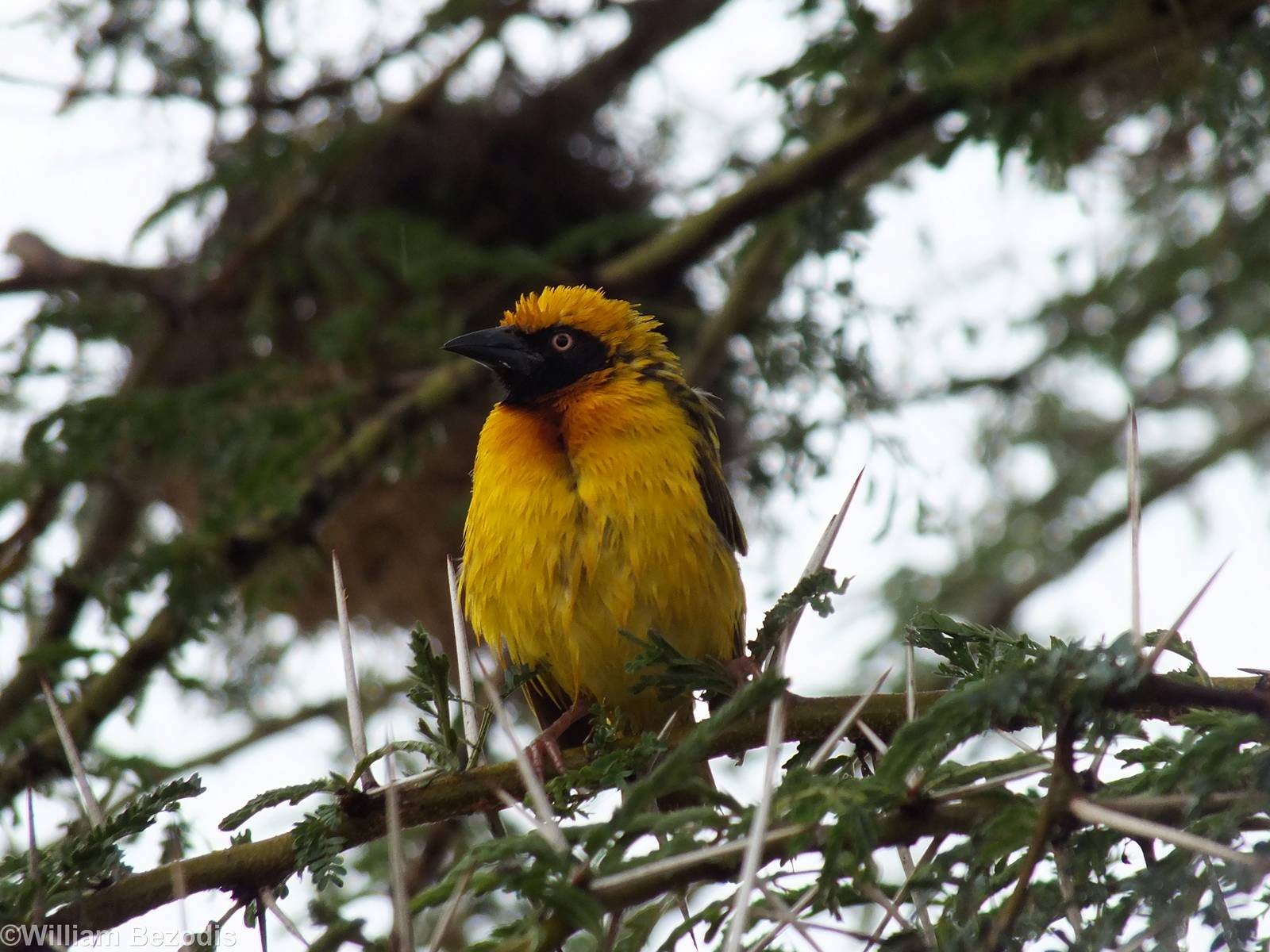 Speke's Weaver