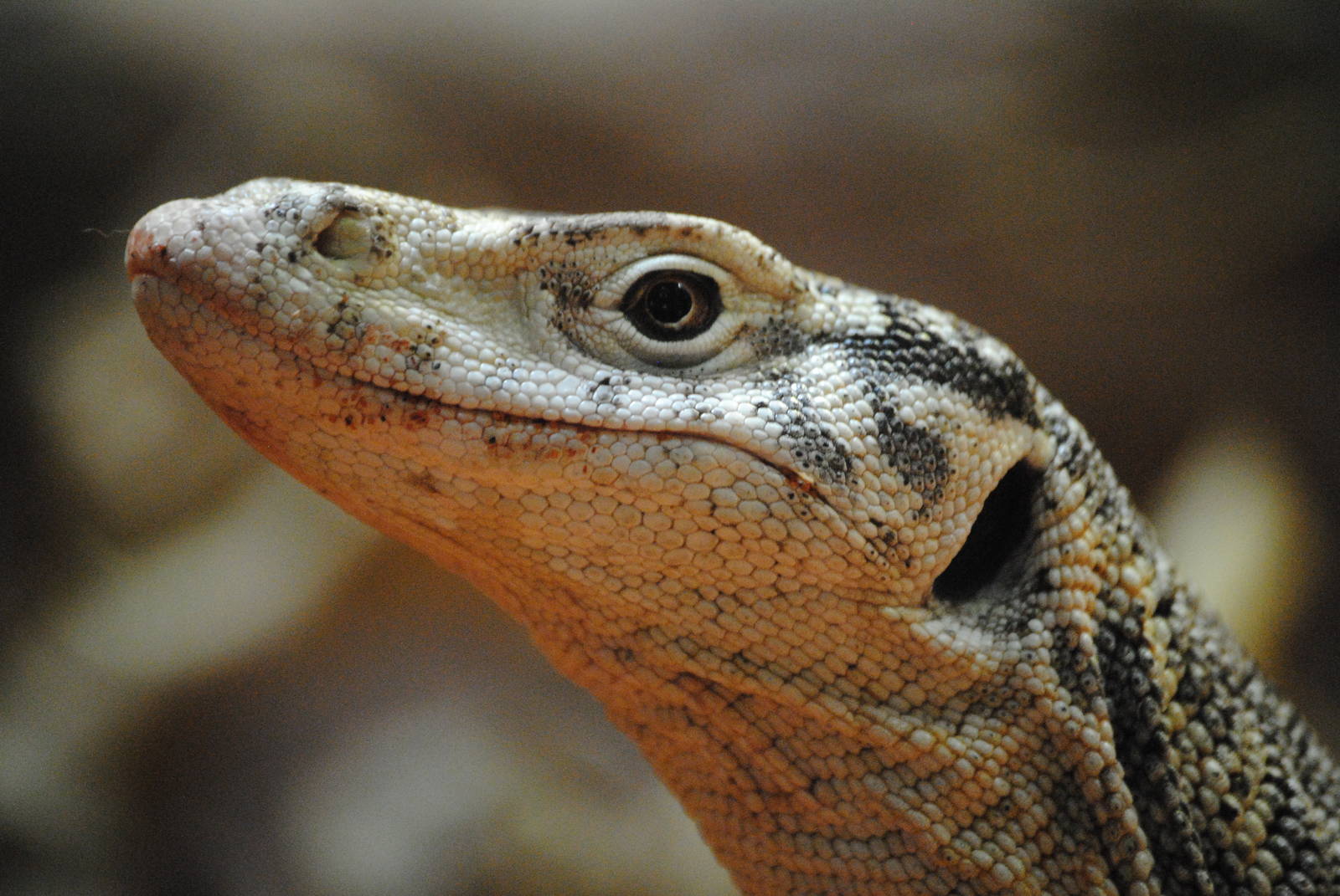 Spencer´s monitor lizard