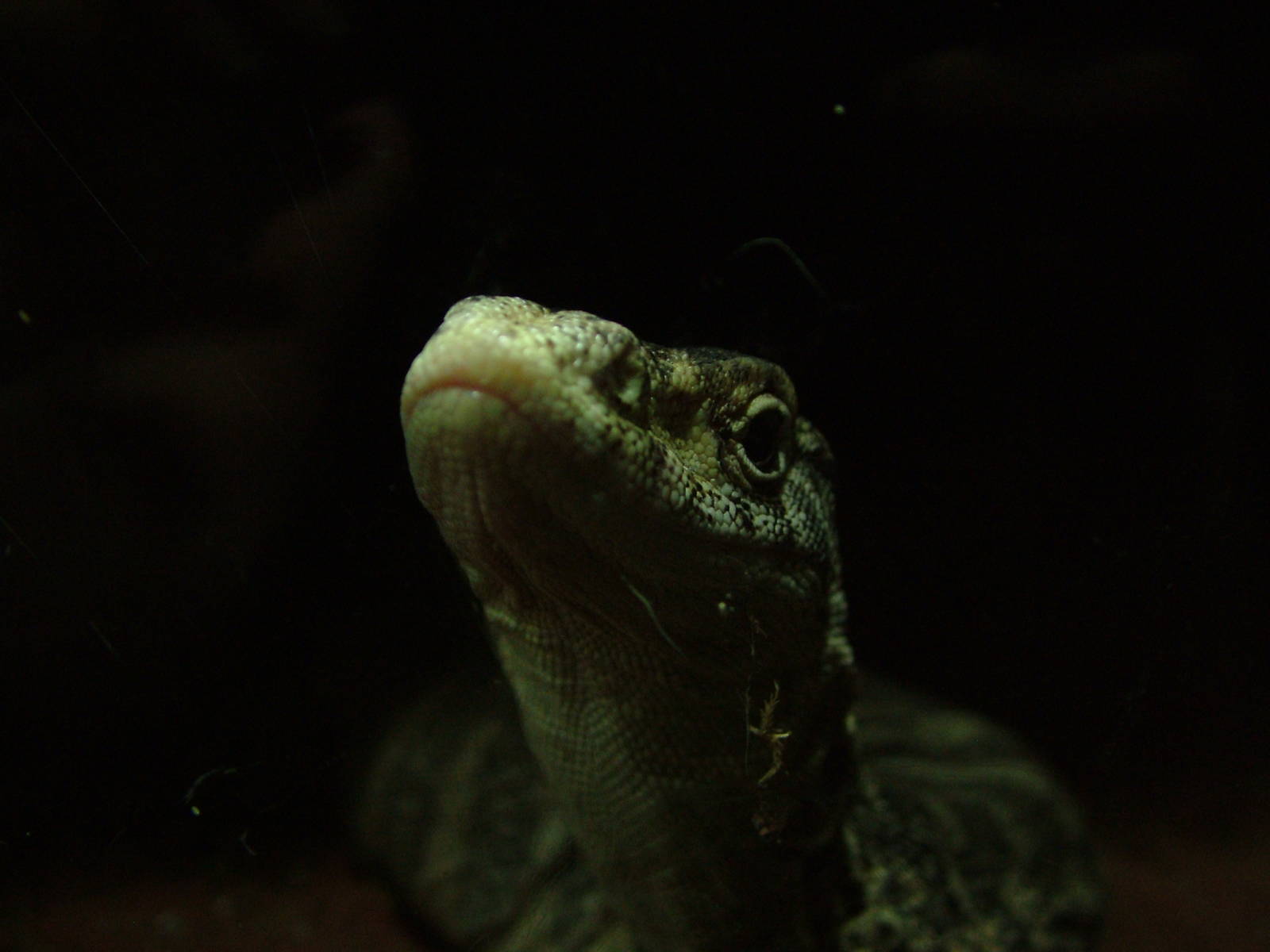 Spencer's Monitor at Cologne, 07/09/10