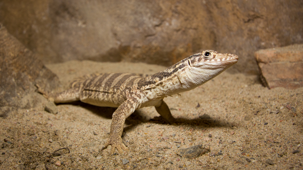 Spencer's monitor - Varanus spenceri
