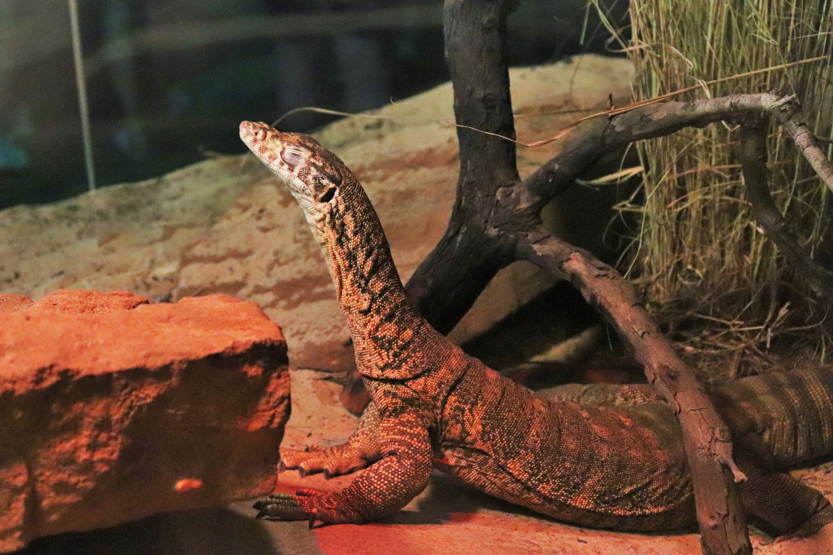 Spencer's Monitor (Varanus spenceri )