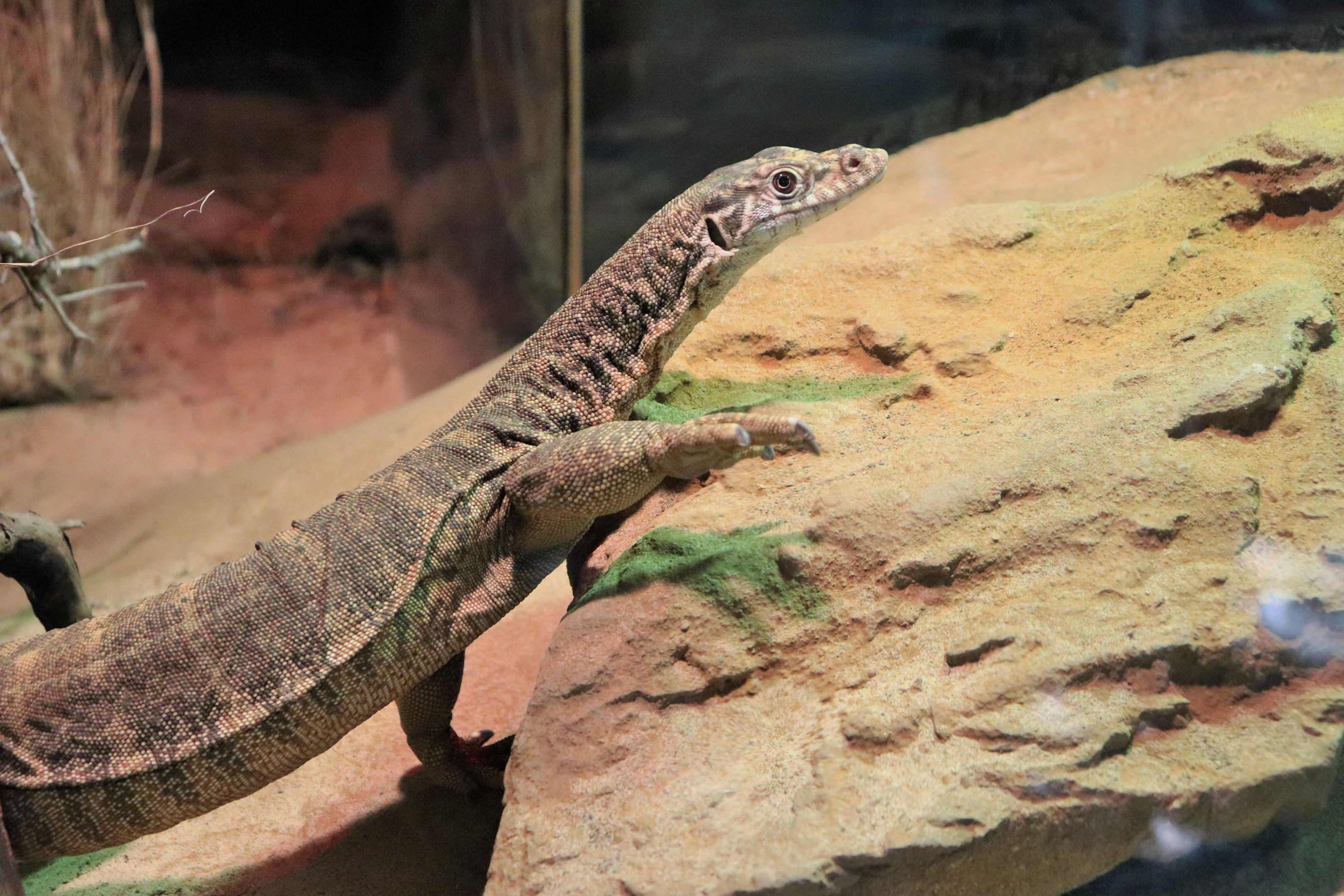 Spencer's Monitor (Varanus spenceri )