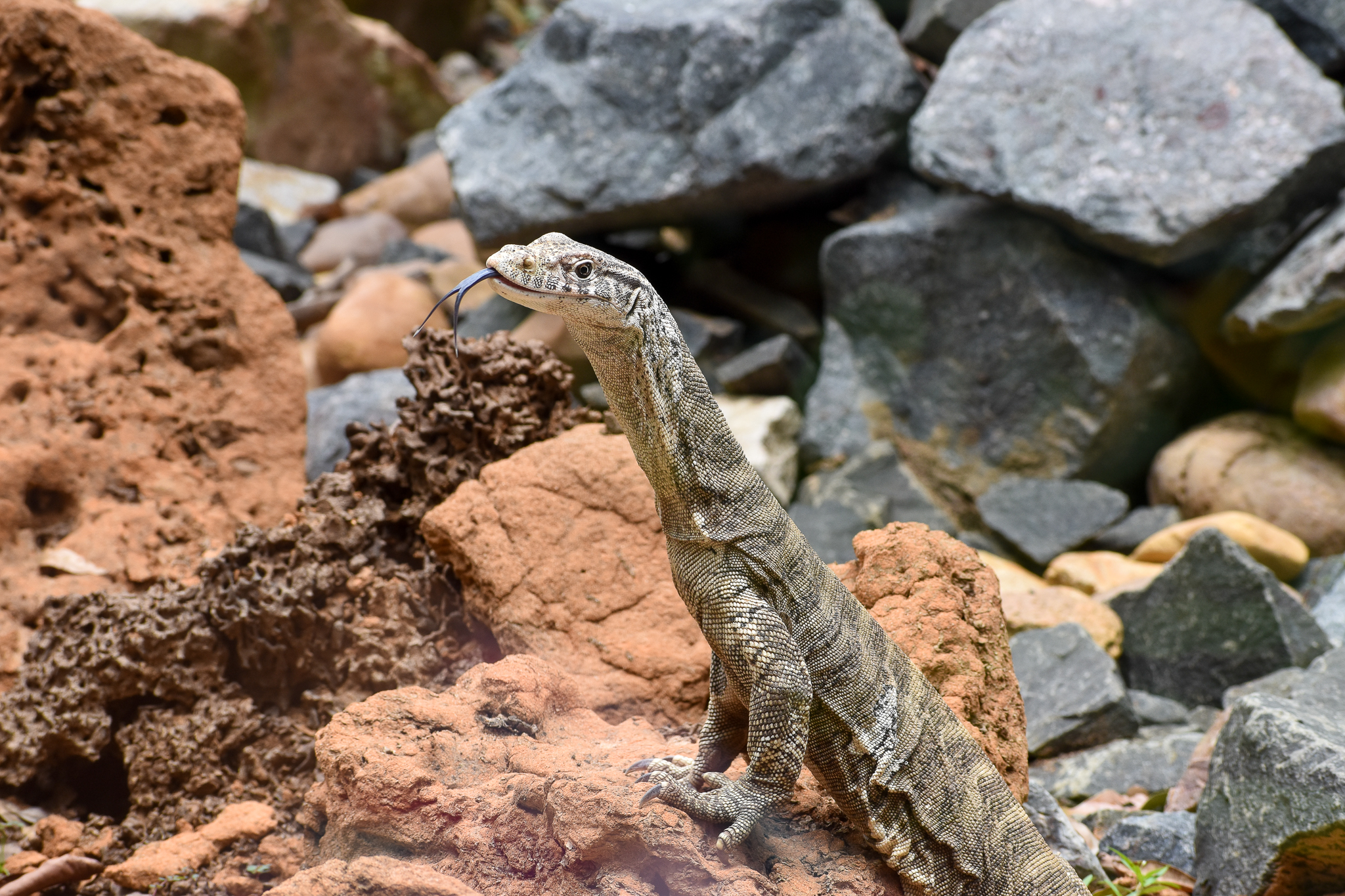 Spencer's Monitor (Varanus spenceri)