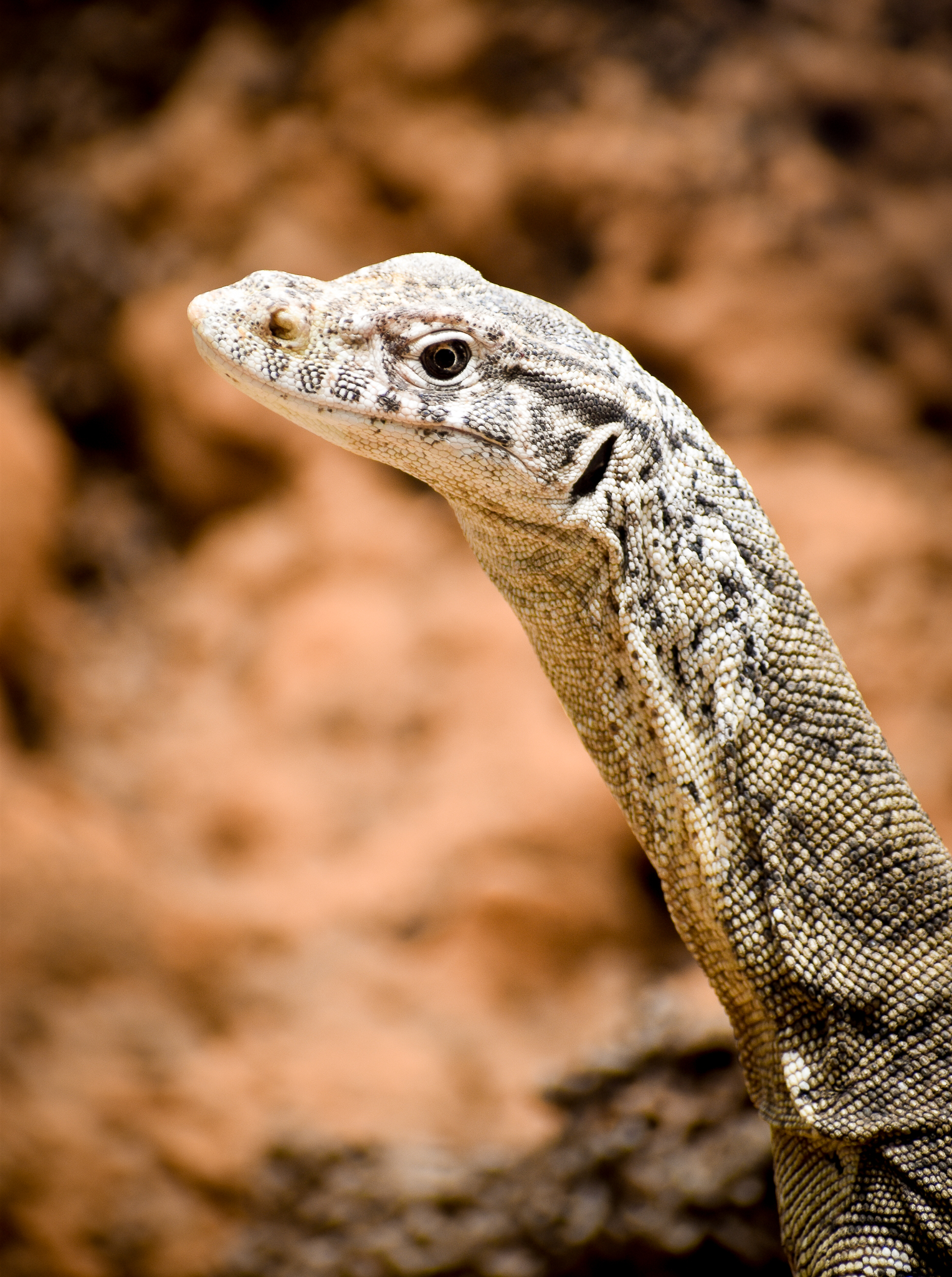 Spencer's Monitor (Varanus spenceri)