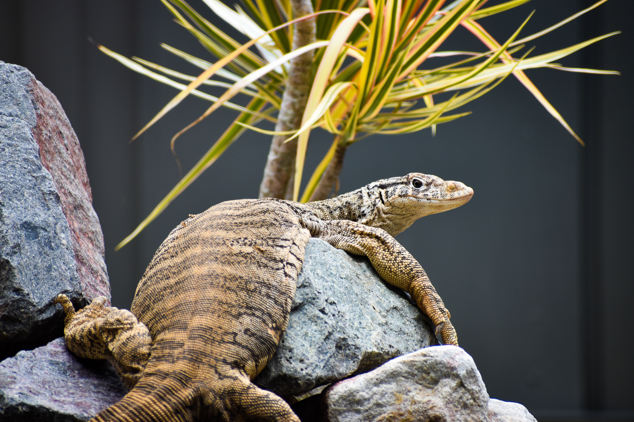 Spencer's Monitor (Varanus spenceri)