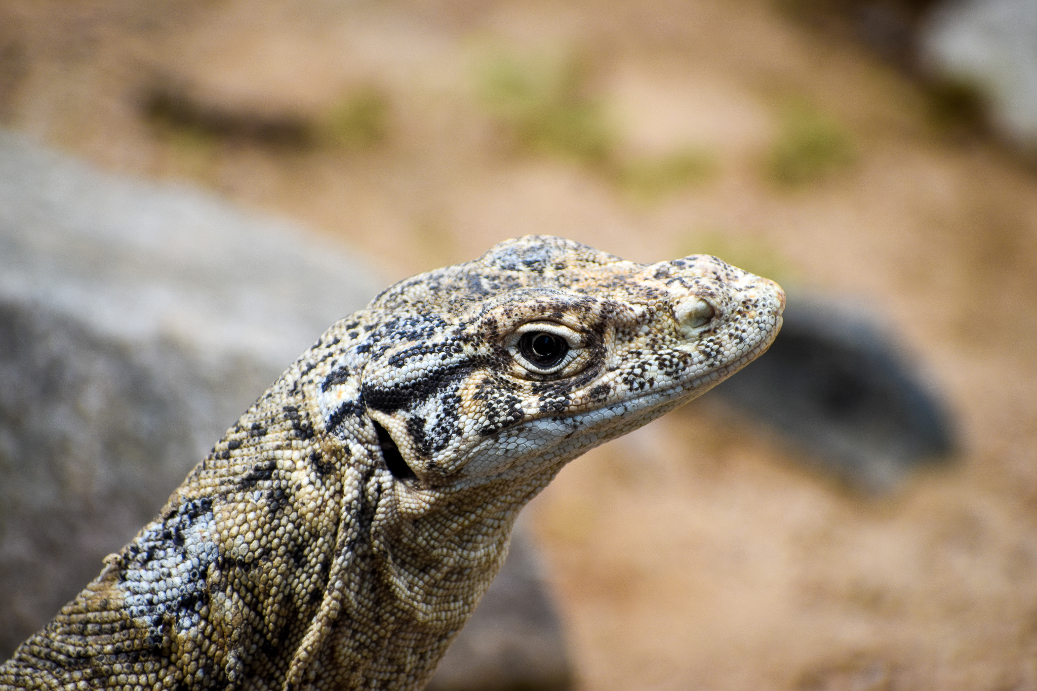 Spencer's Monitor (Varanus spenceri)