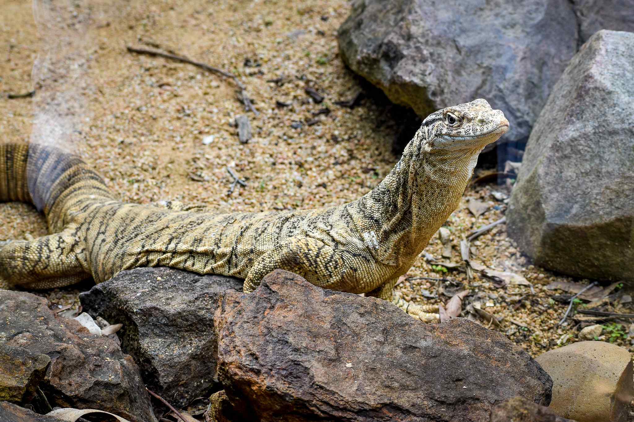 Spencer's Monitor (Varanus spenceri)