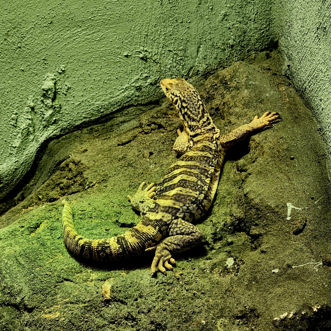 Spencer's Monitor (Varanus spenceri)