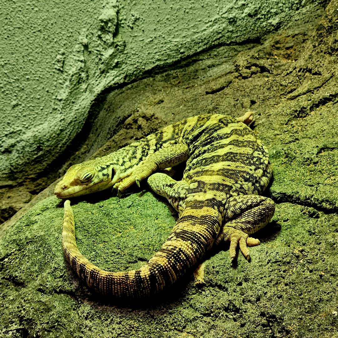 Spencer's Monitor (Varanus spenceri)