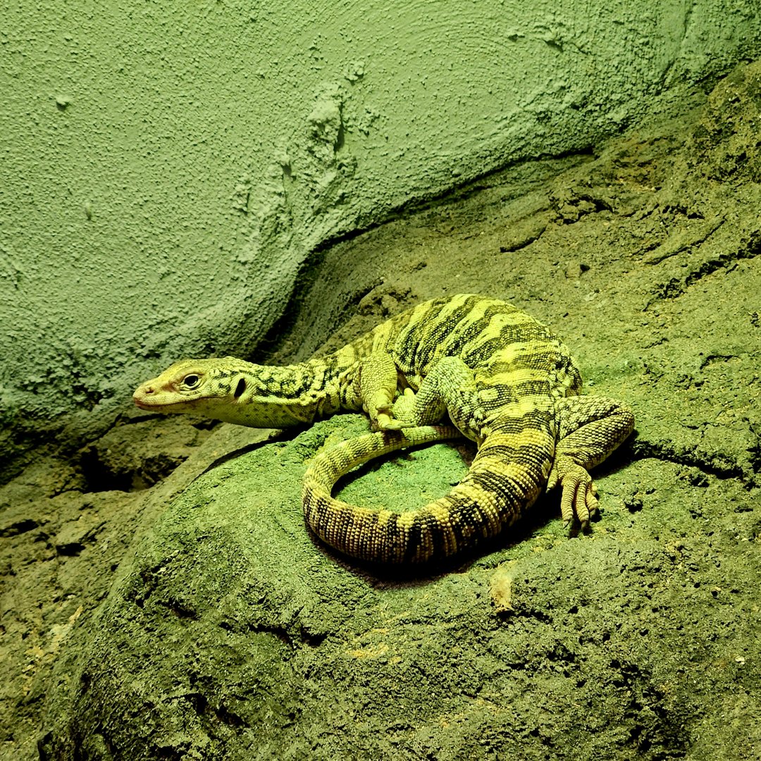 Spencer's Monitor (Varanus spenceri)