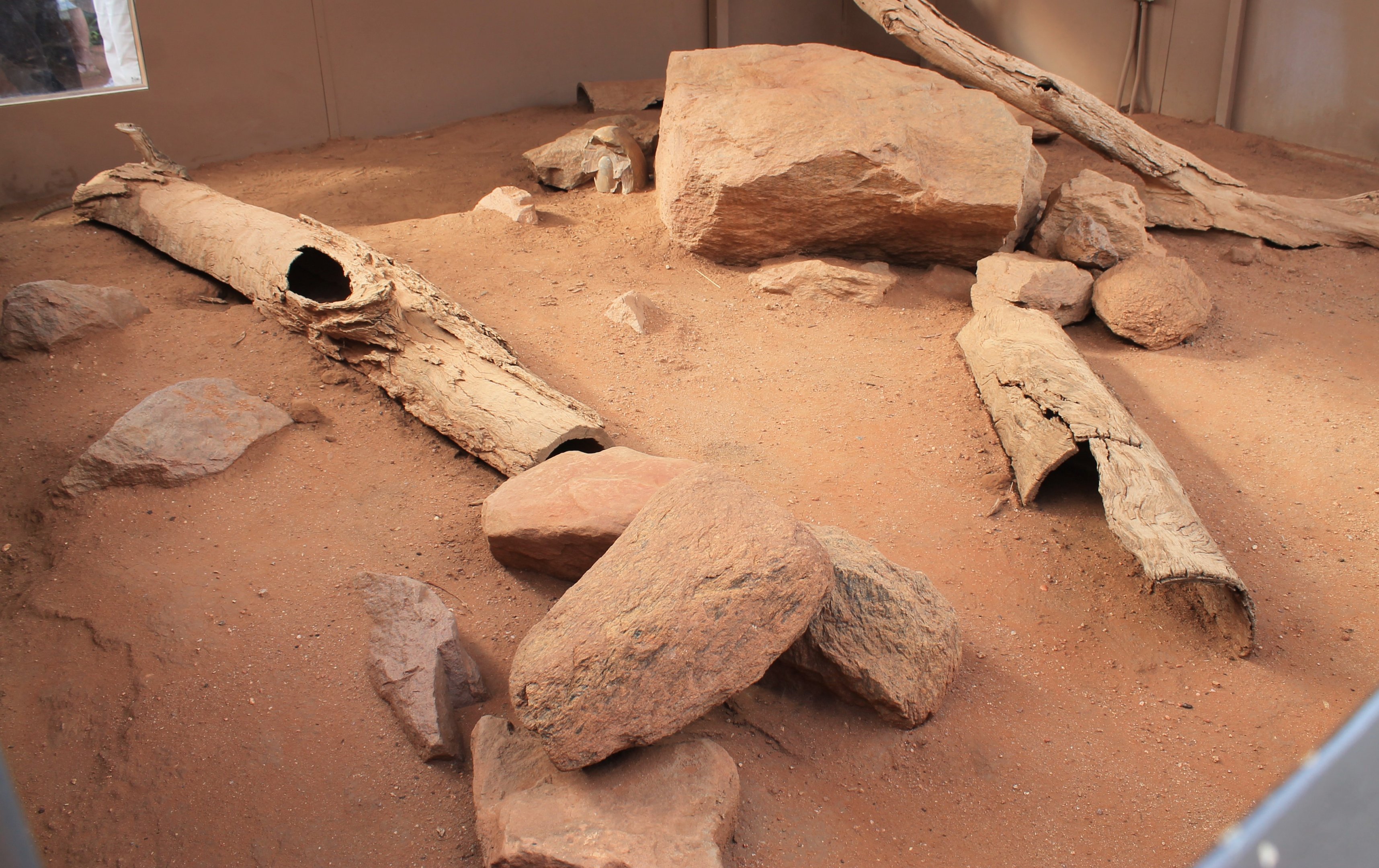 Spencer's Monitor (Varanus spenceri)