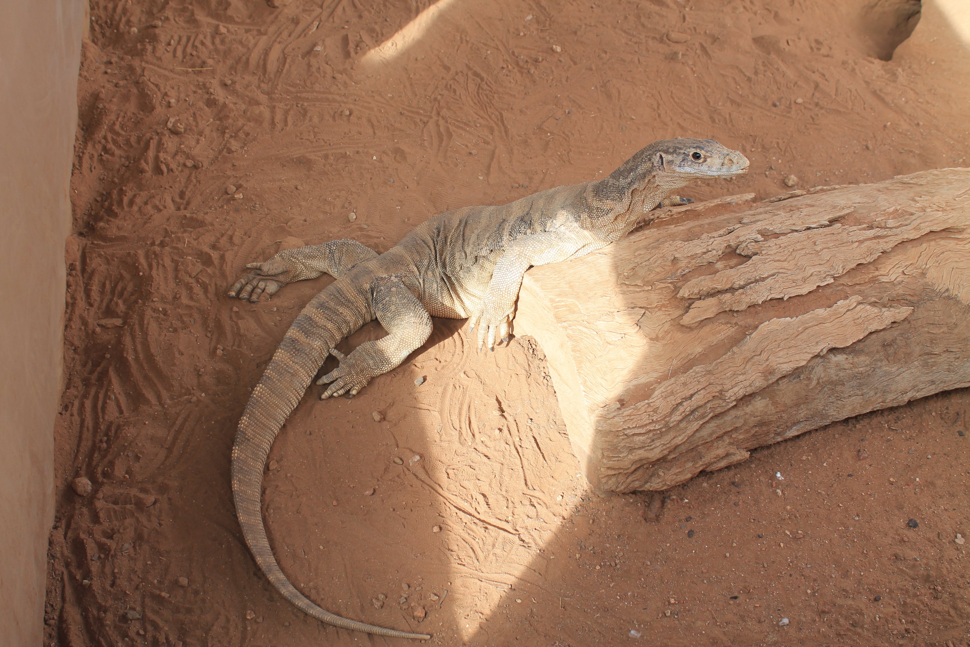 Spencer's Monitor (Varanus spenceri)