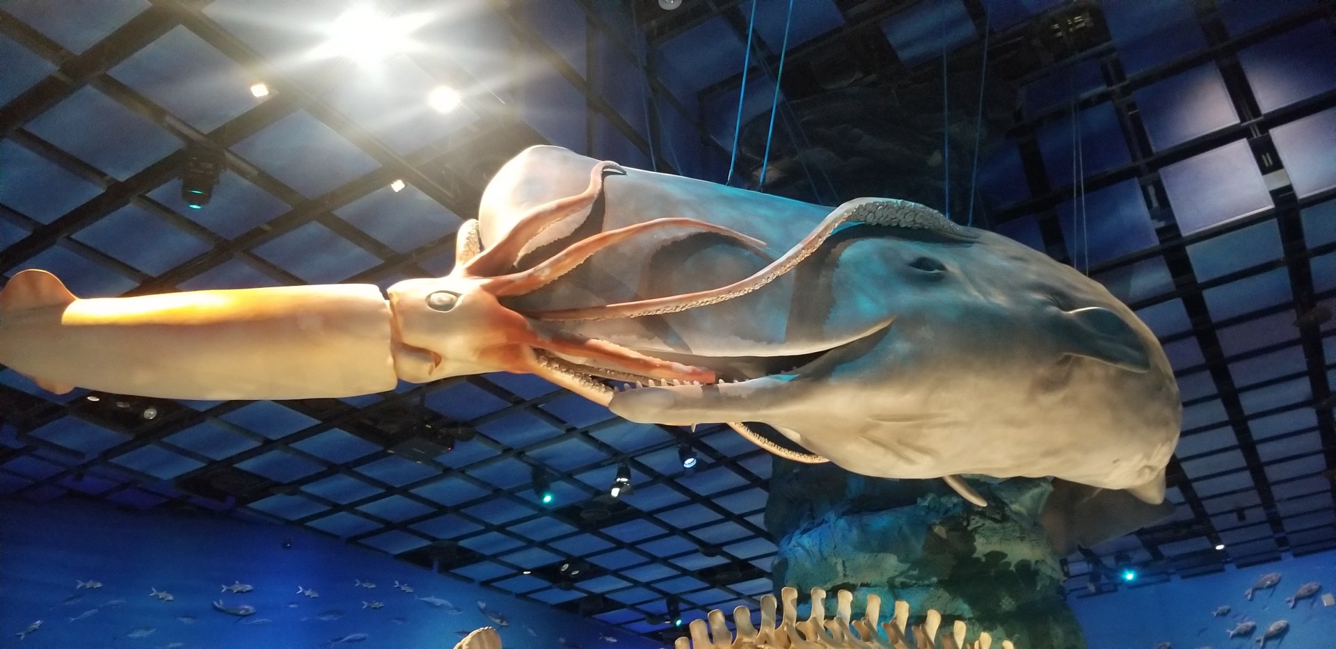 Sperm Whale and Giant Squid Model