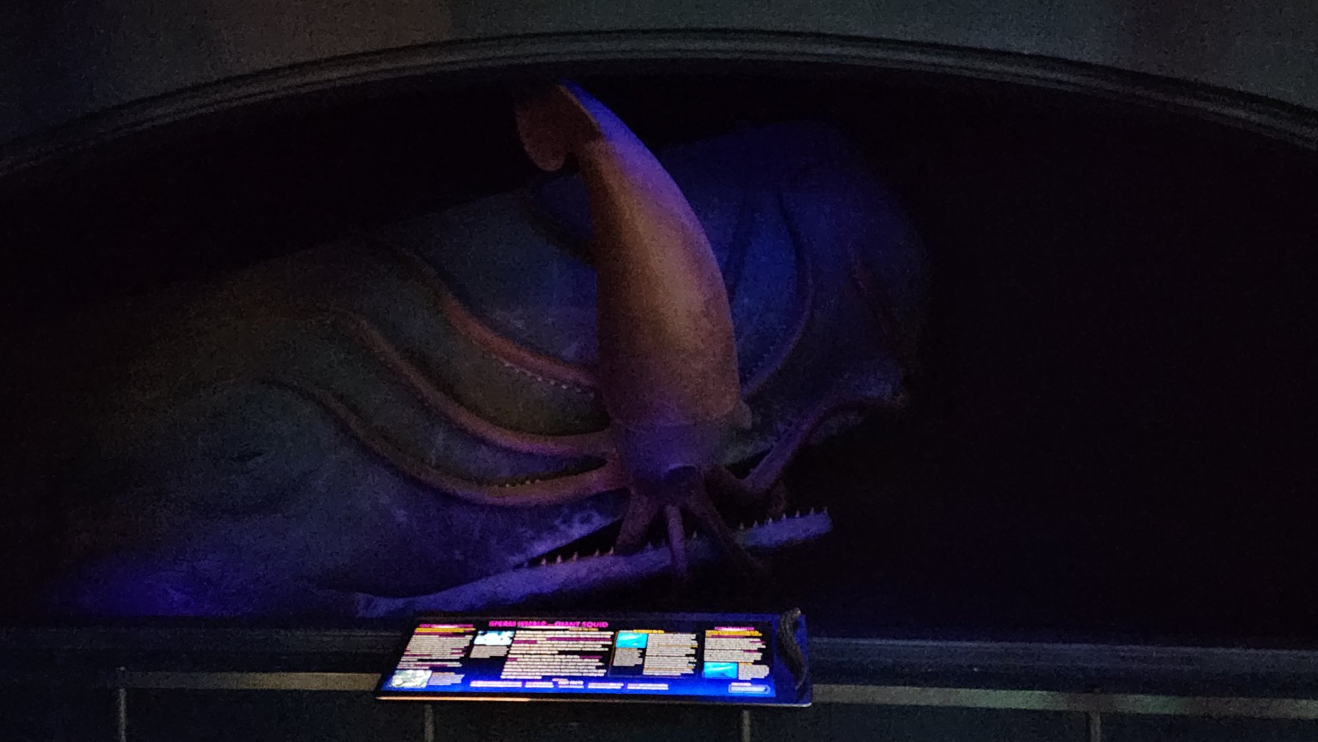 Sperm Whale and Giant Squid