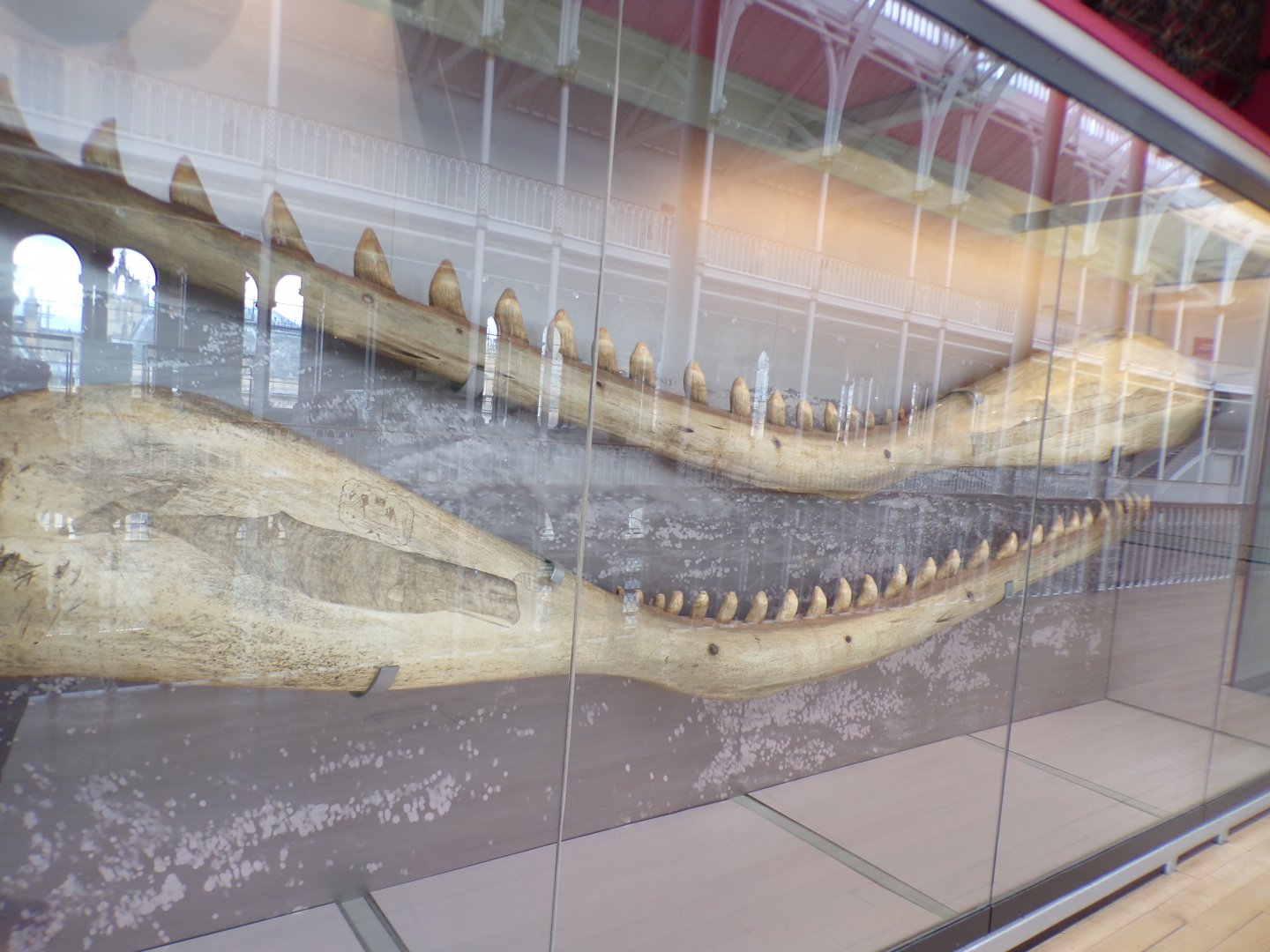 Sperm whale jawbones 26.8.23