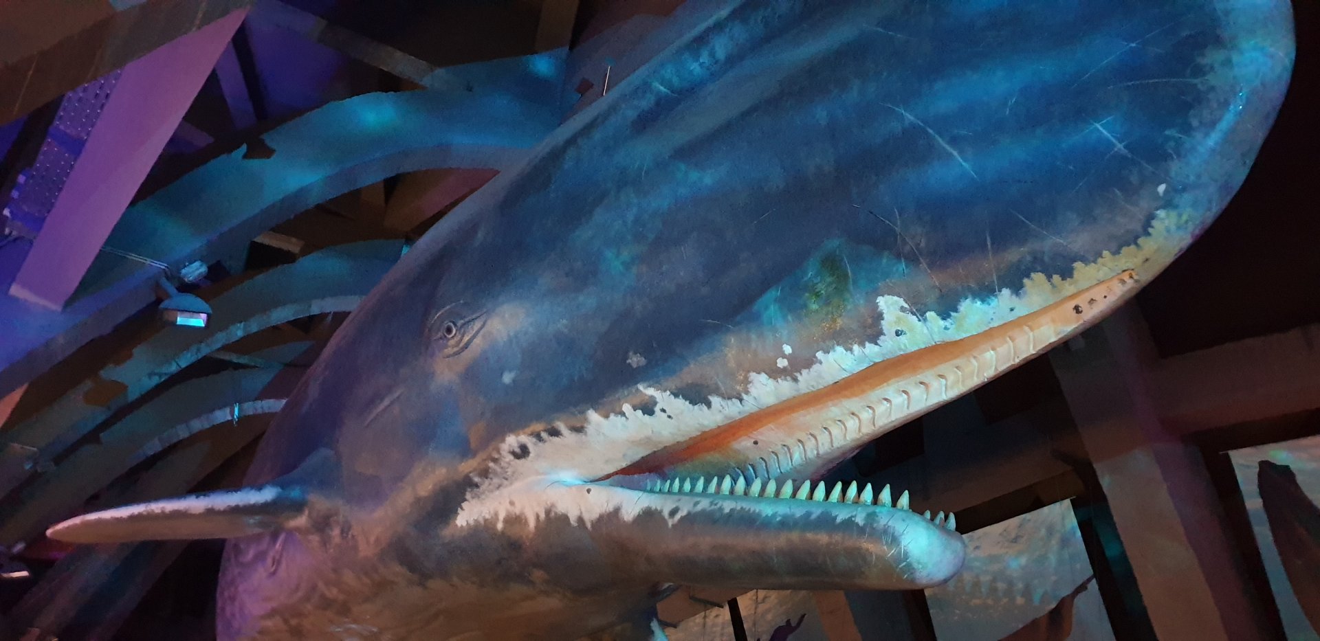 Sperm whale, life size model in the Magic Mountain