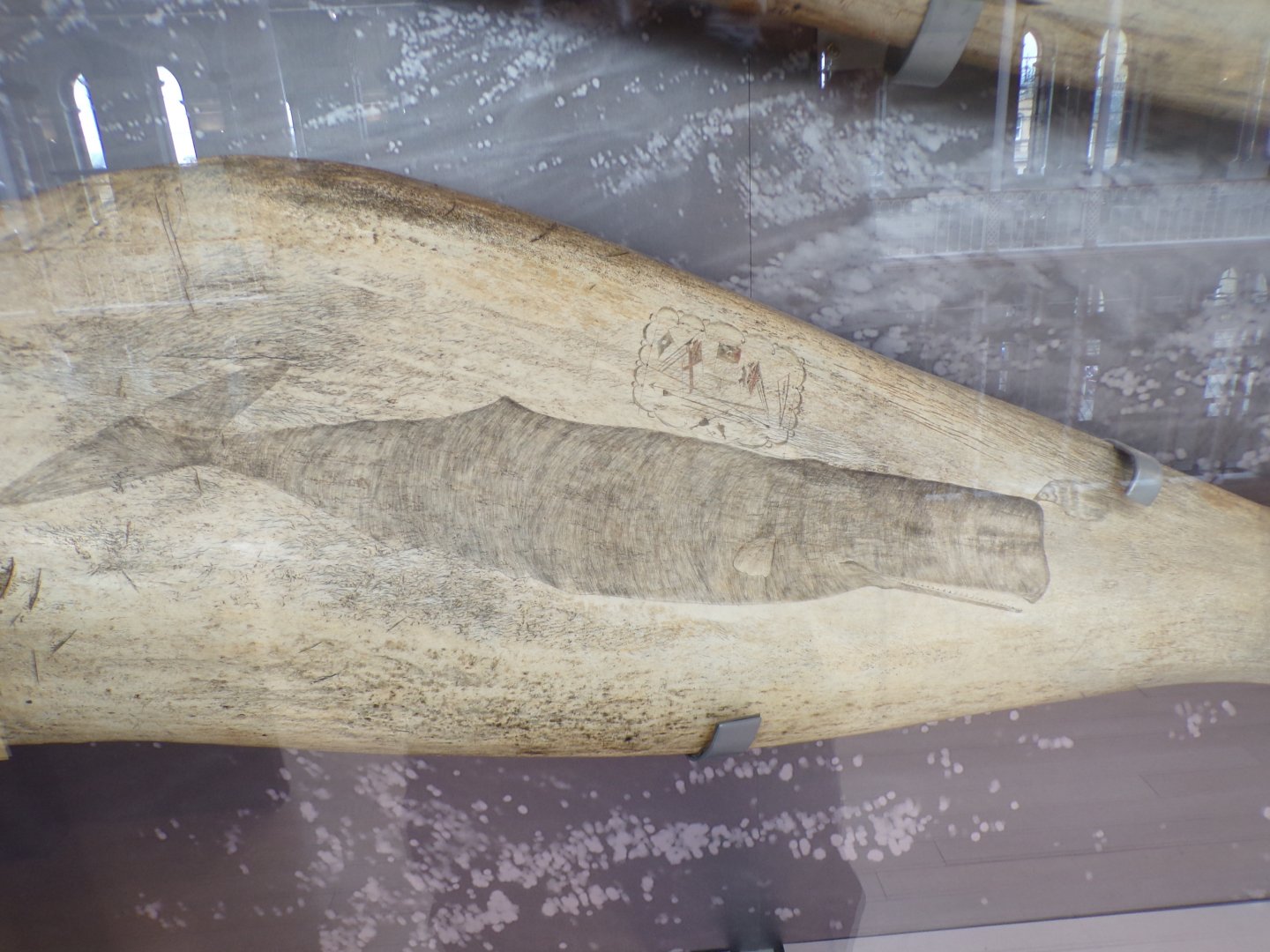 Sperm whale on a sperm whale jaw 26.8.23