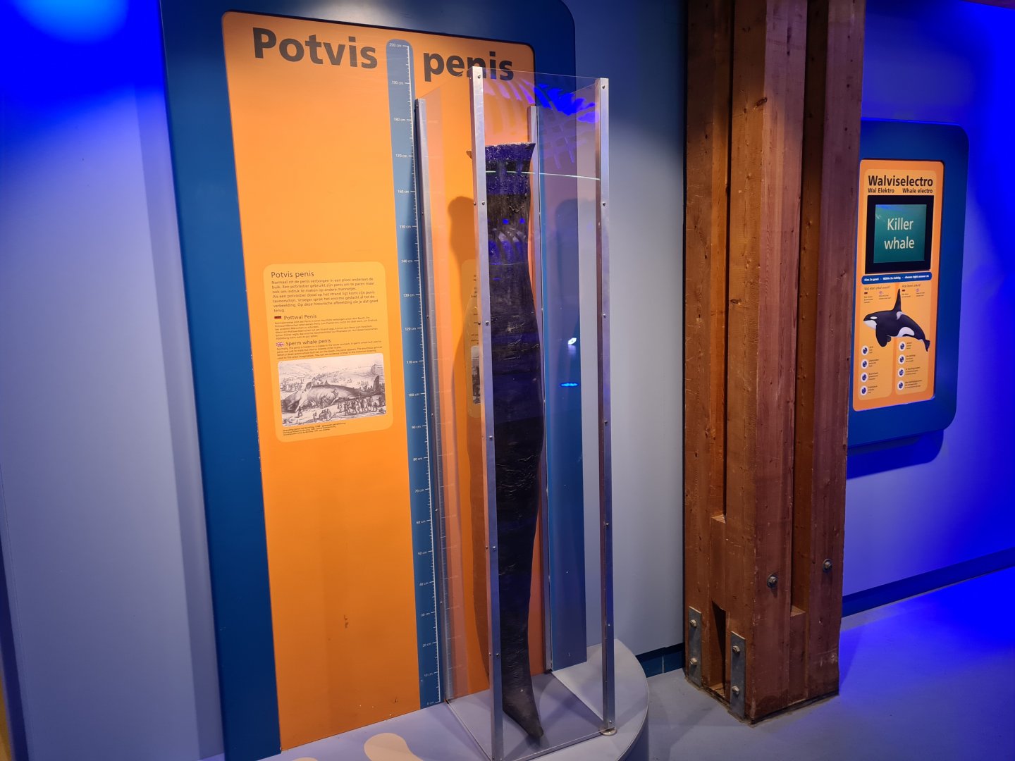 Sperm whale penis in whale room