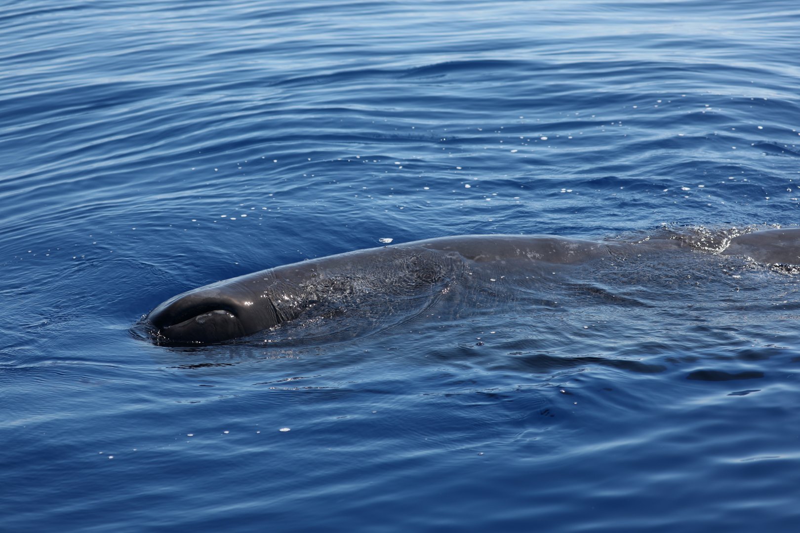 sperm whale (Physeter macrocephalus) baby