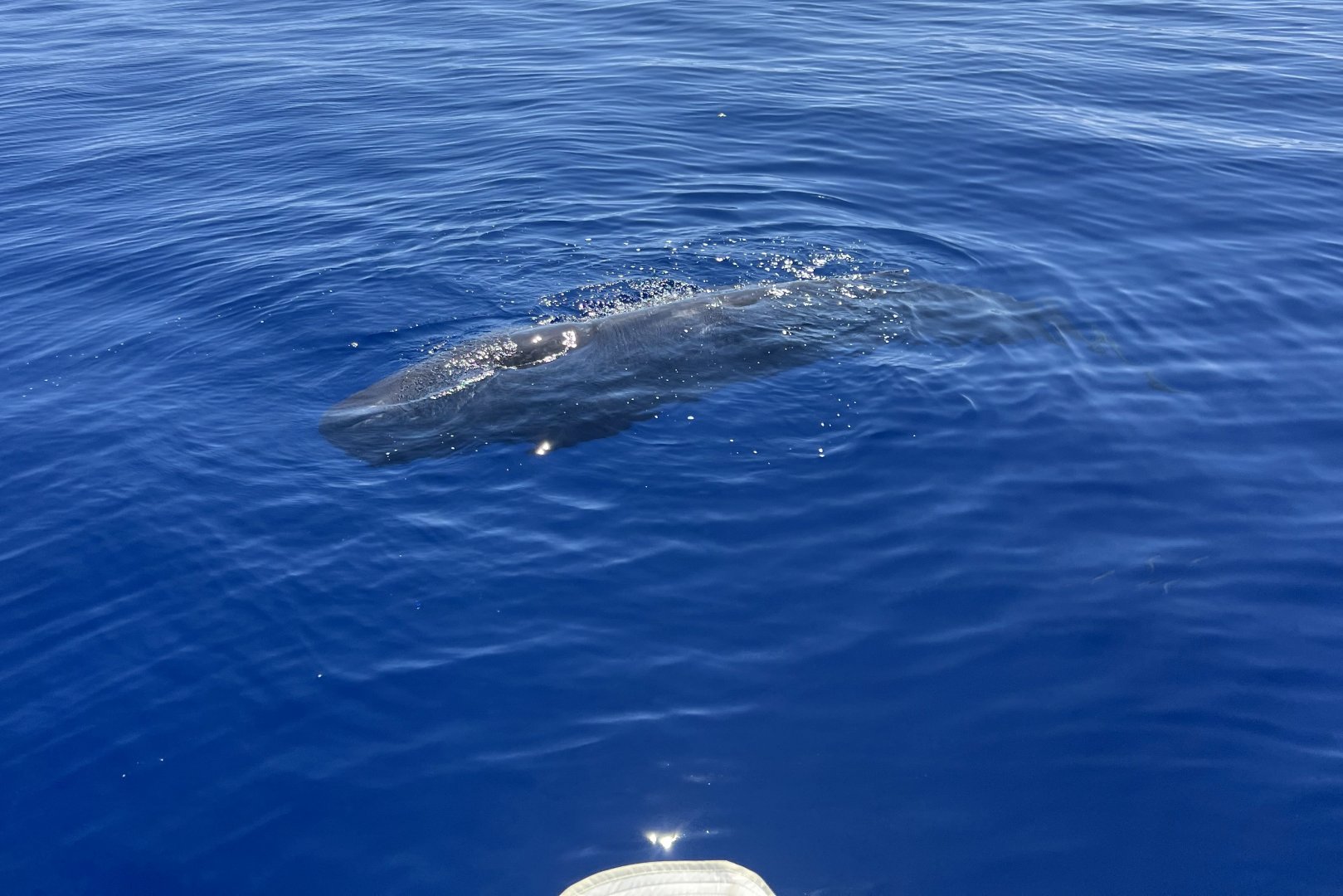 sperm whale (Physeter macrocephalus) baby