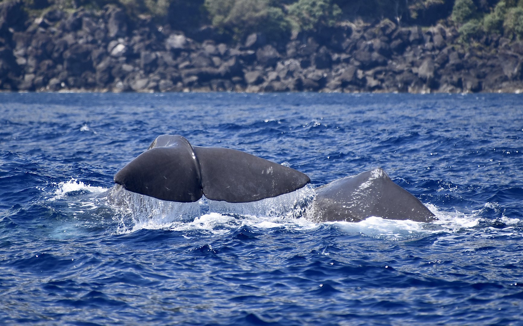 Sperm Whale (Physeter macrocephalus) female with calf