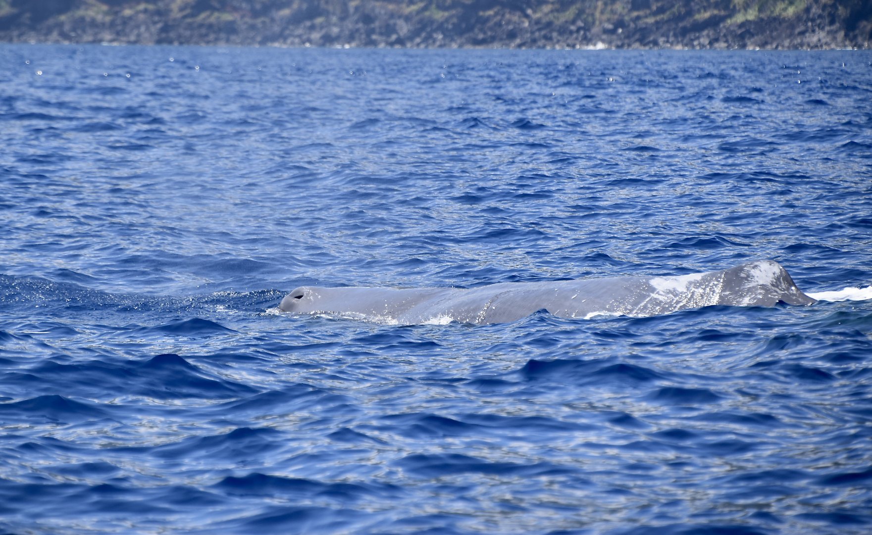 Sperm Whale (Physeter macrocephalus) female
