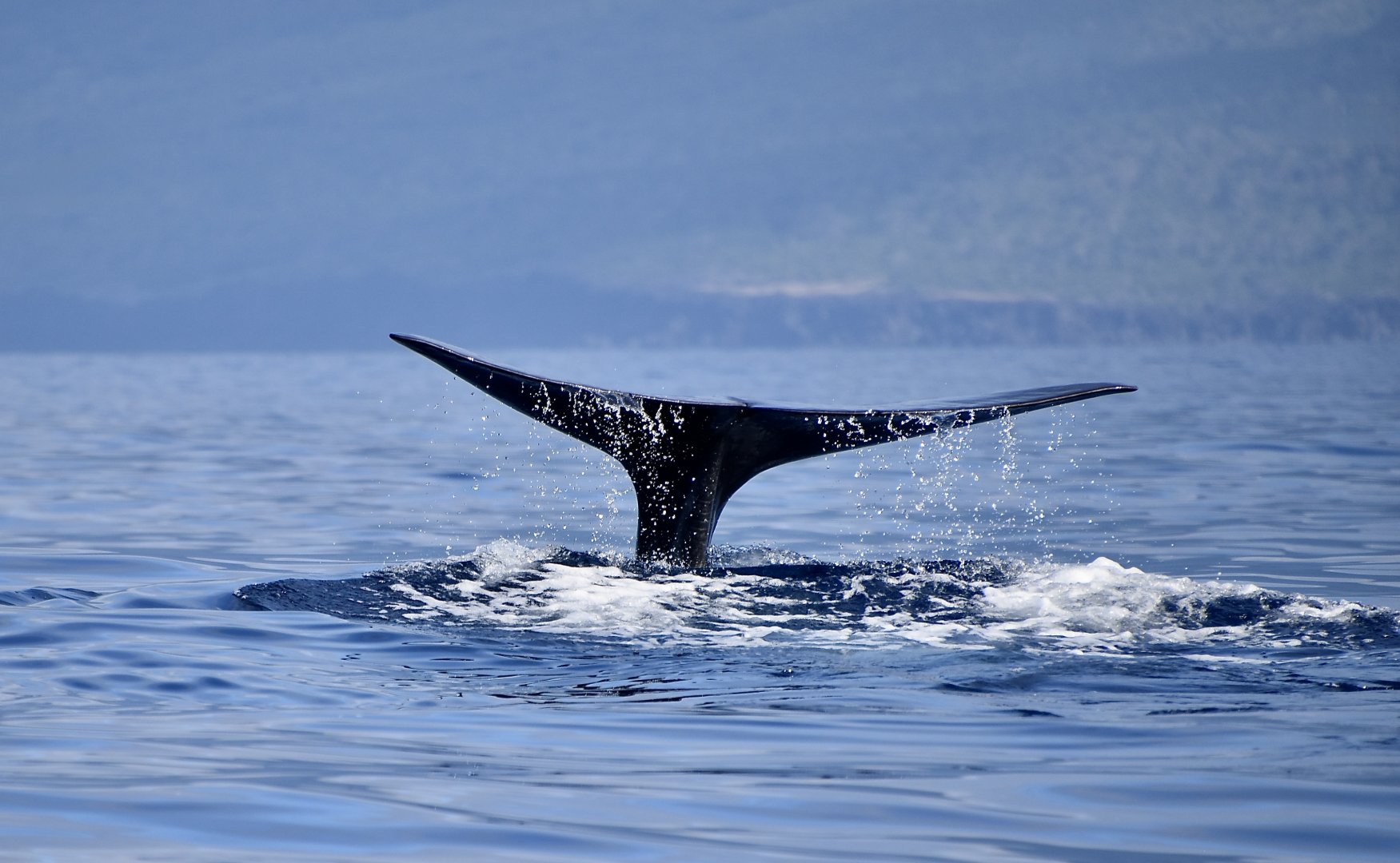 Sperm Whale (Physeter macrocephalus) fluke