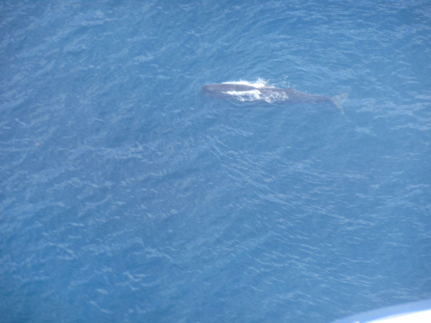 Sperm Whale (Physeter macrocephalus)