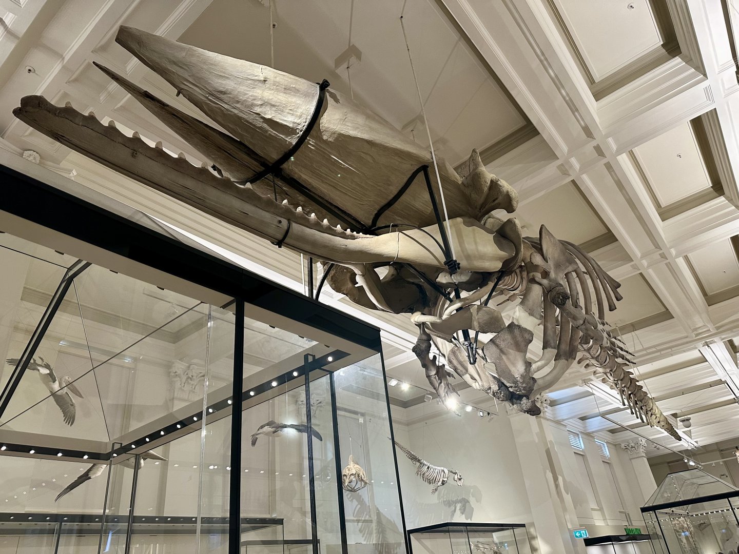 Sperm whale (Physeter macrocephalus)