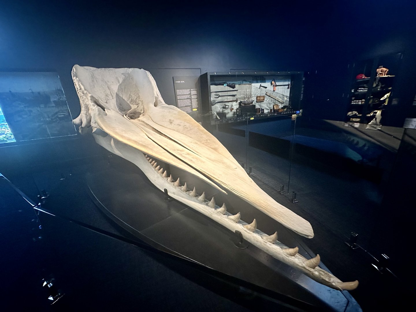 Sperm whale (Physeter macrocephalus)