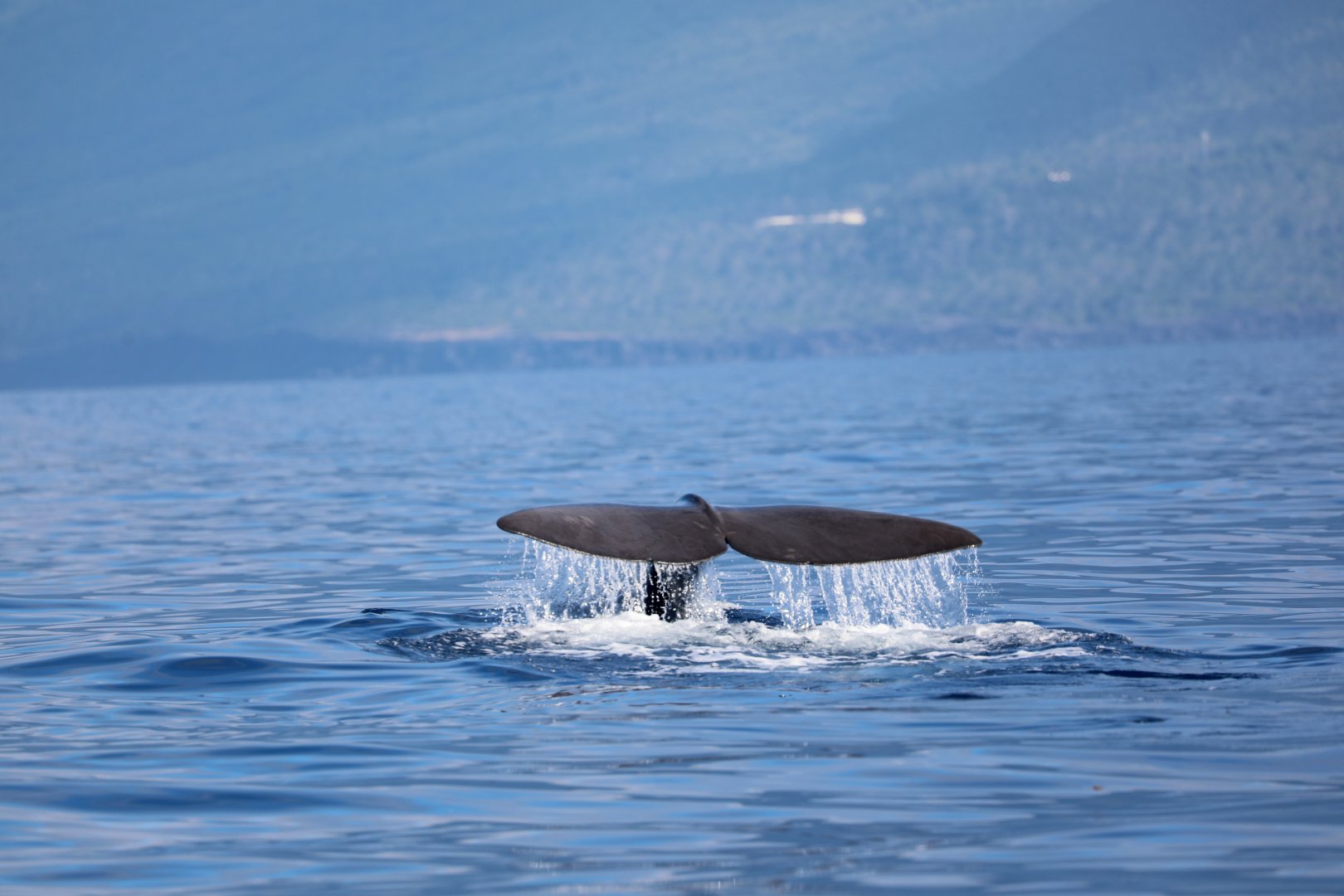 sperm whale (Physeter macrocephalus)