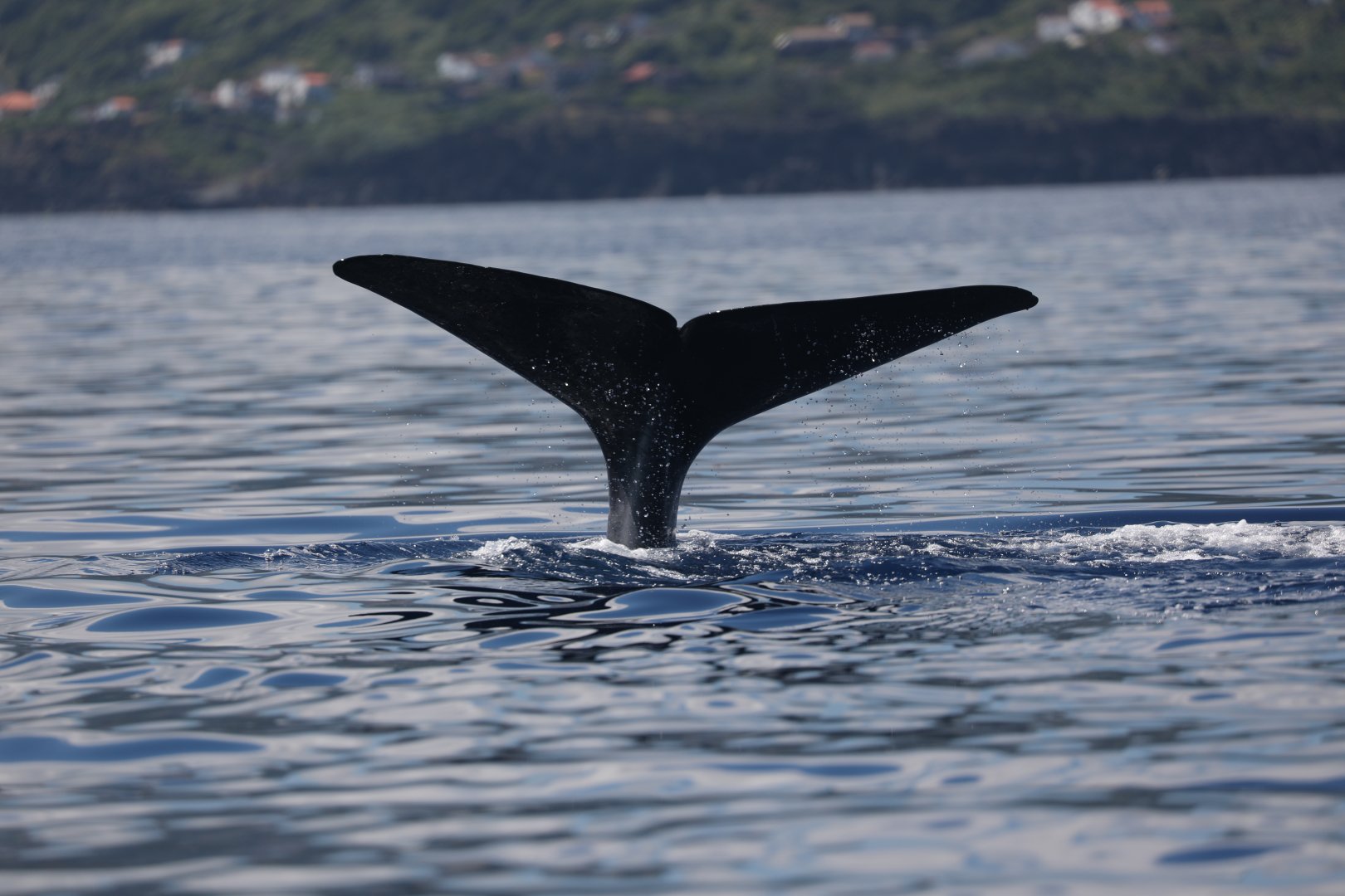 sperm whale (Physeter macrocephalus)