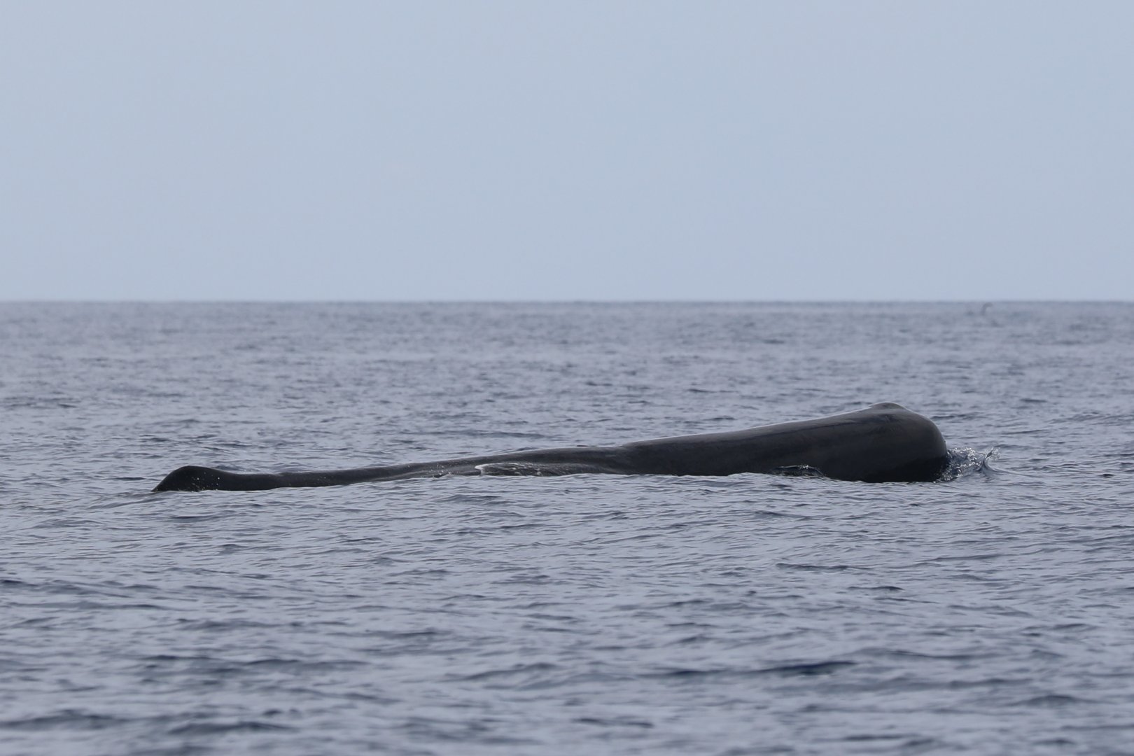 sperm whale (Physeter macrocephalus)