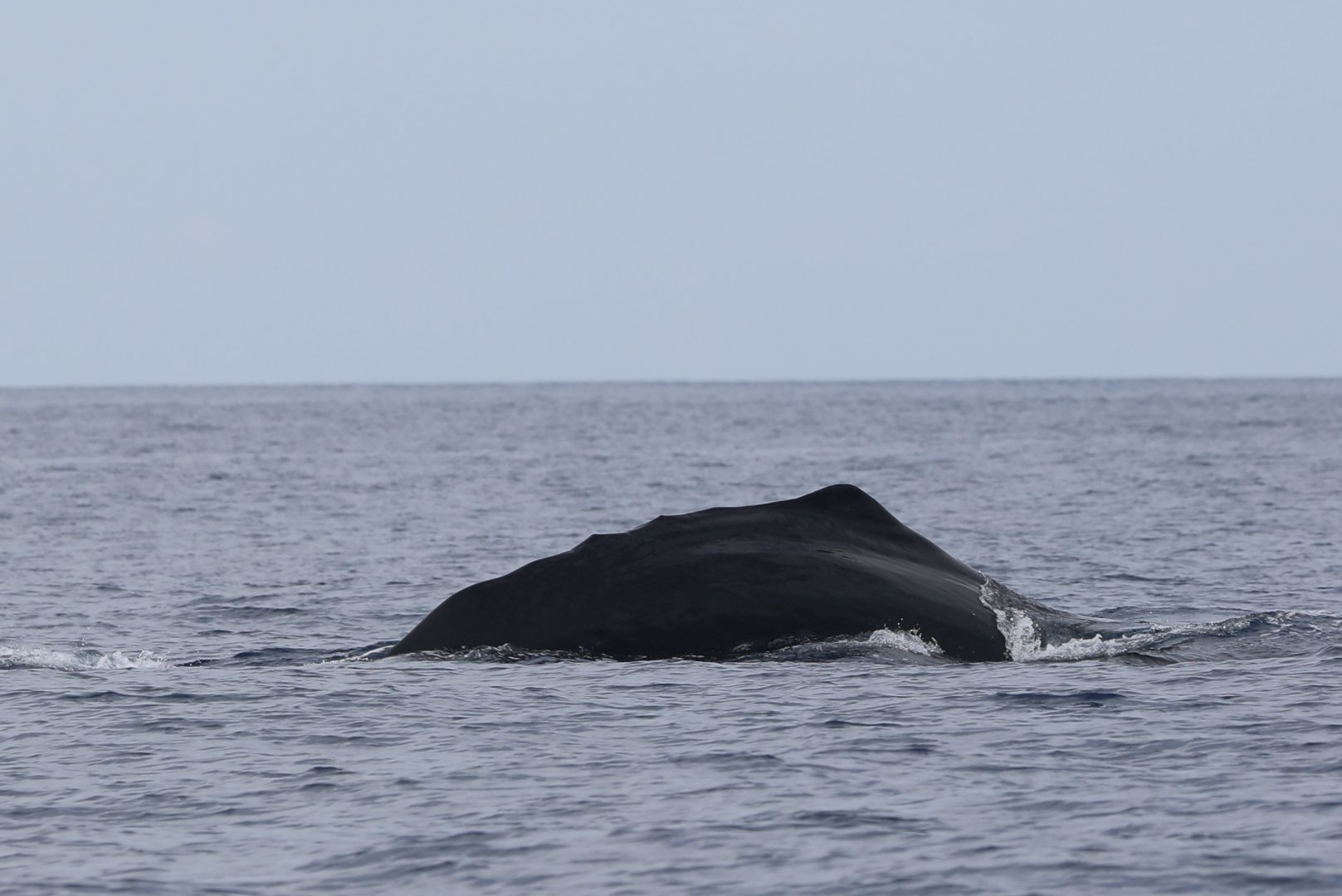 sperm whale (Physeter macrocephalus)