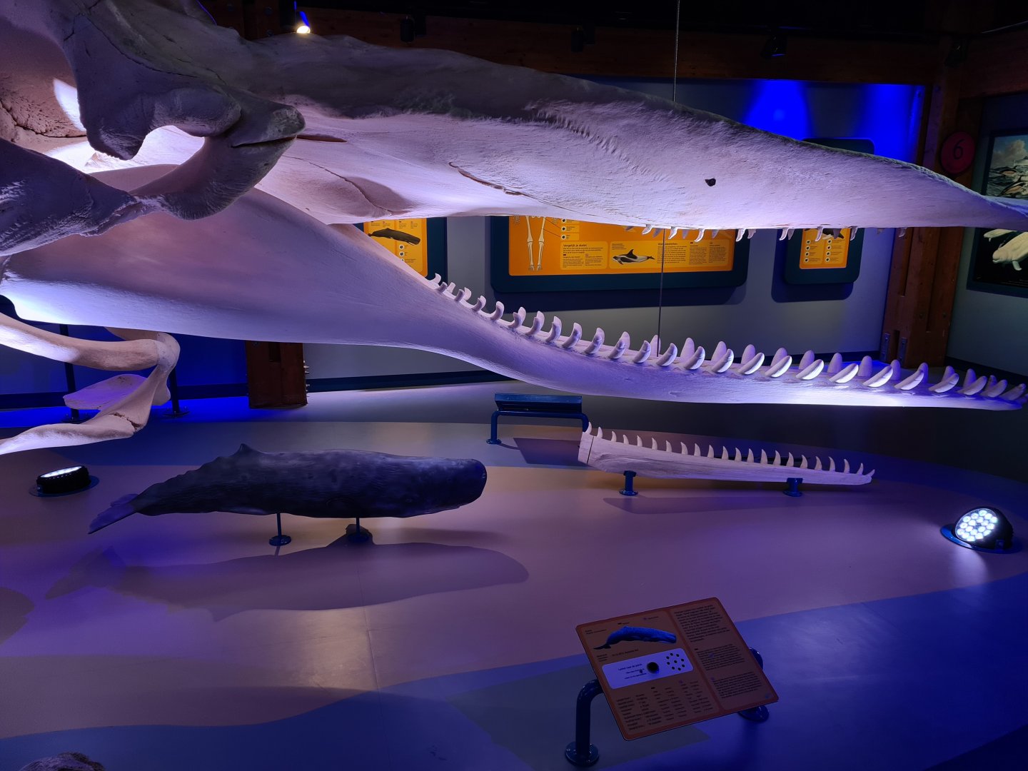Sperm whale replica skeleton in whale room