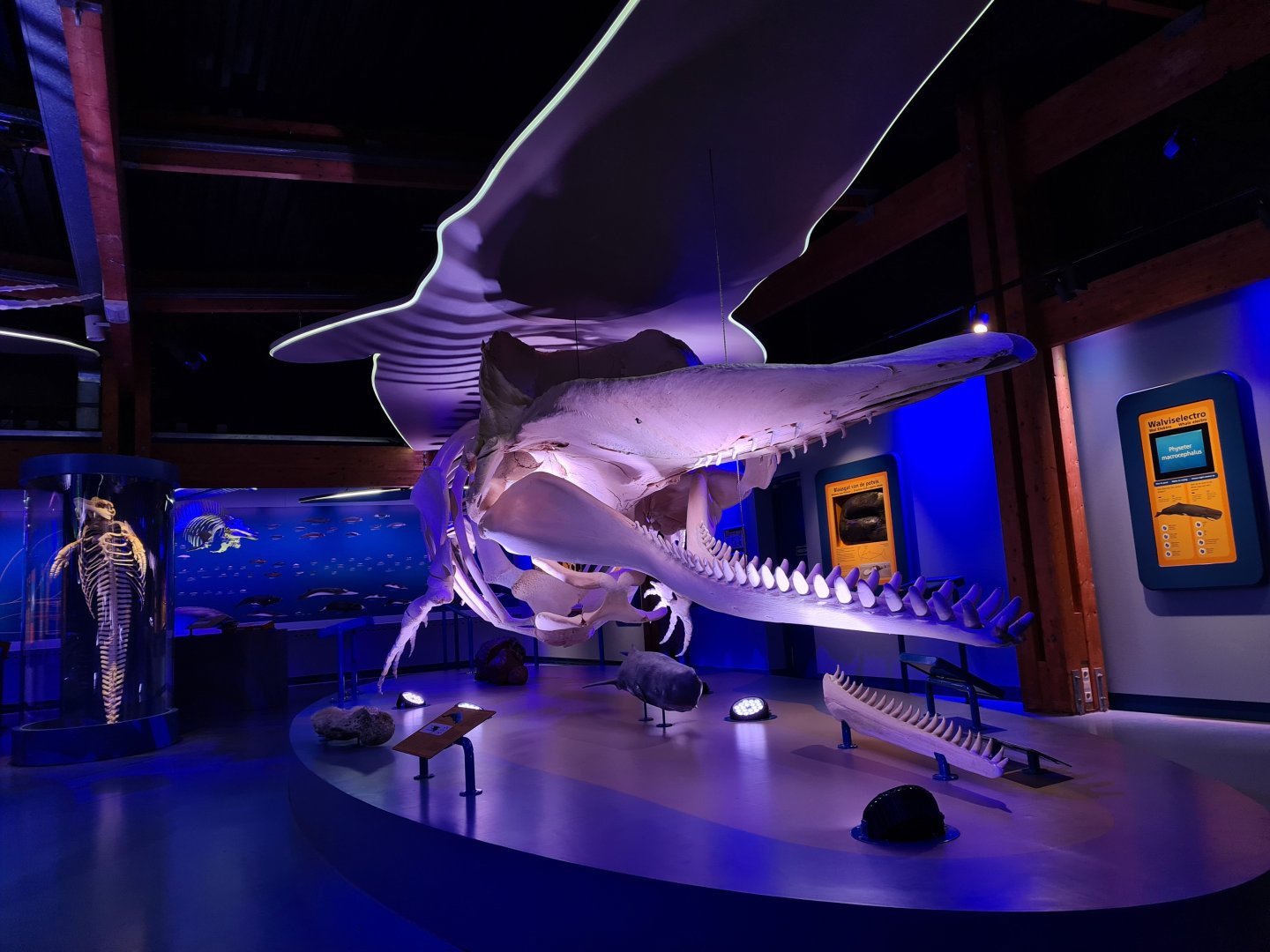 Sperm whale replica skeleton in whale room