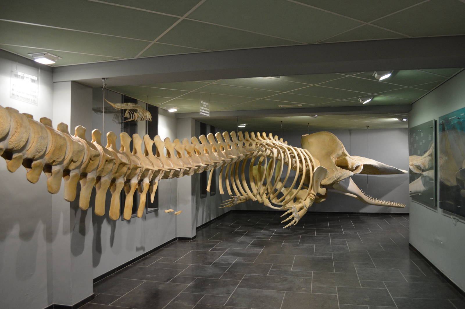 sperm whale skeleton