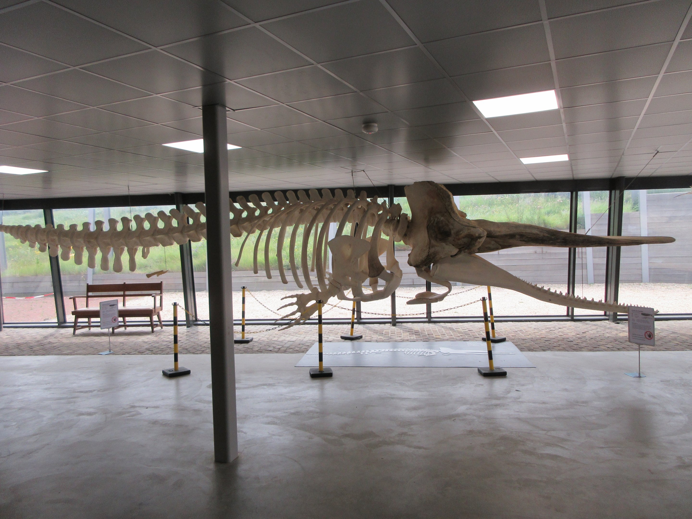 Sperm Whale Skeleton