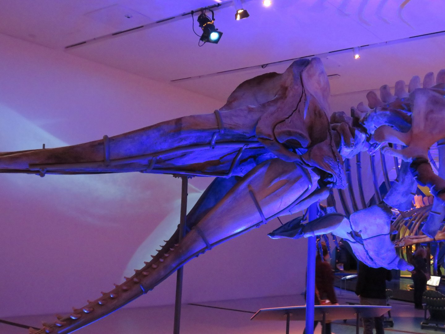 Sperm whale skeleton
