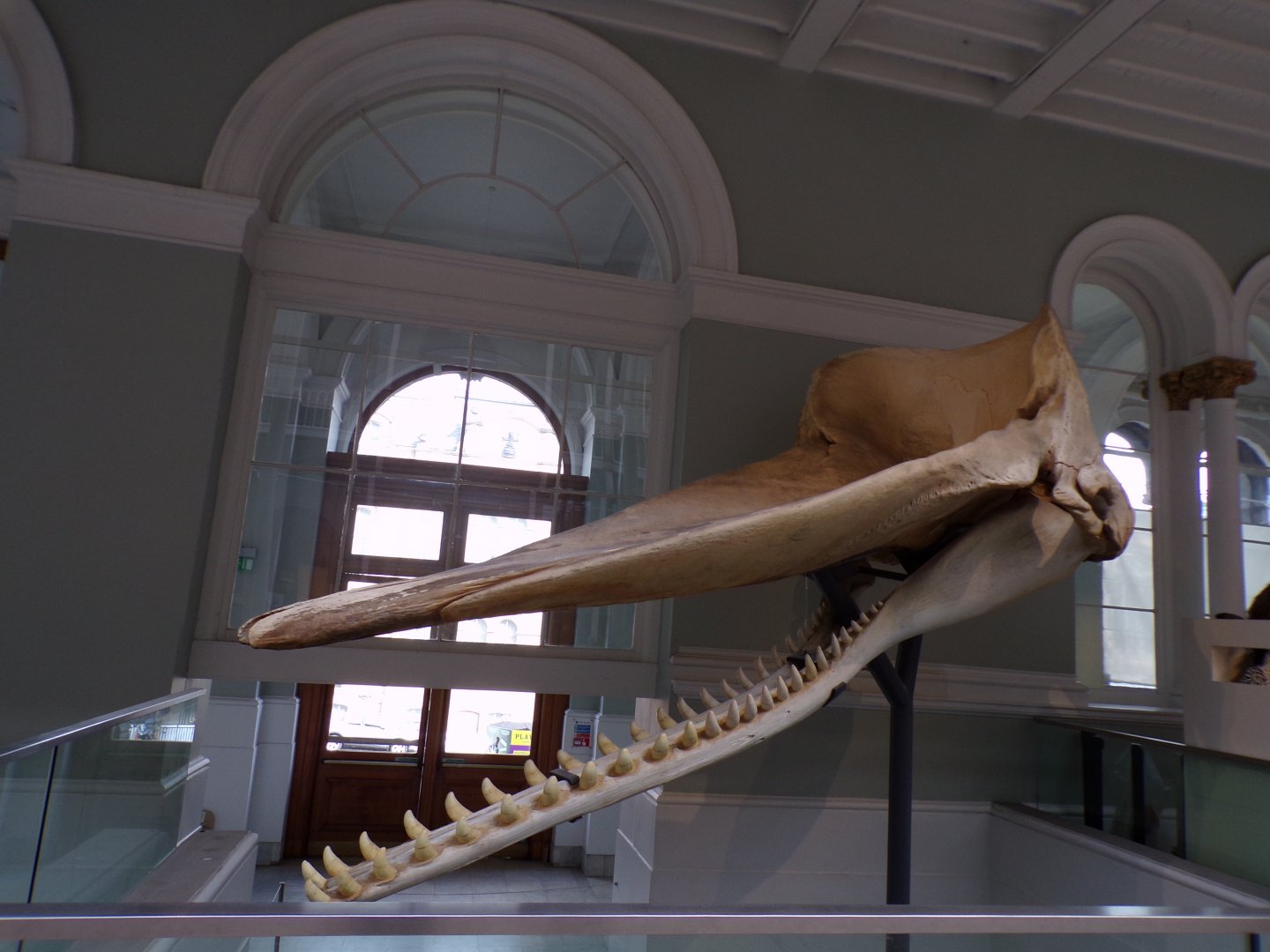 Sperm whale skull 26.8.23